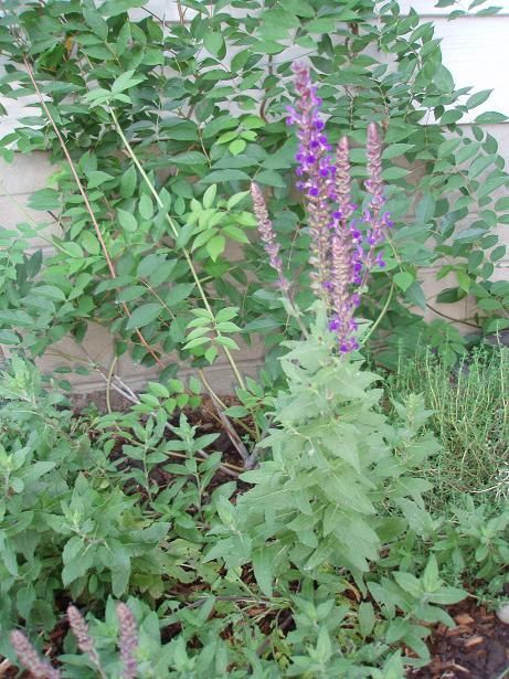 Sept2_salvia