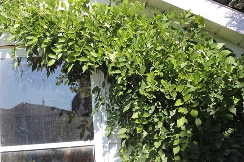 Sept7_wisteria