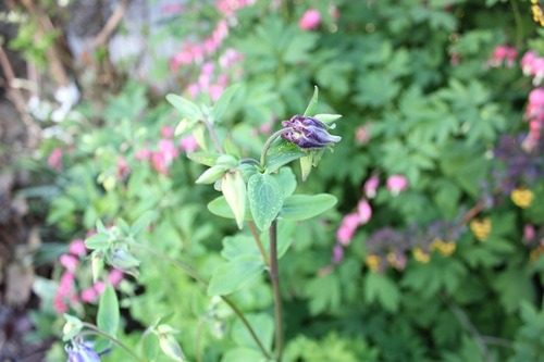 May22_aquilegia4