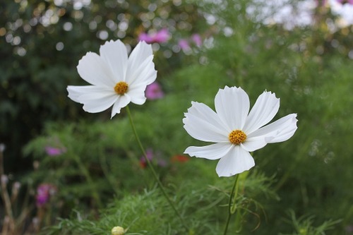 Aug16_cosmos3