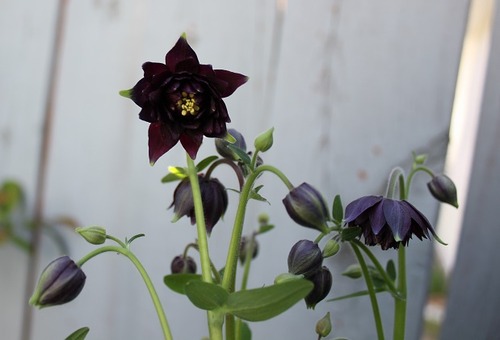 June7_aquilegiaBB2