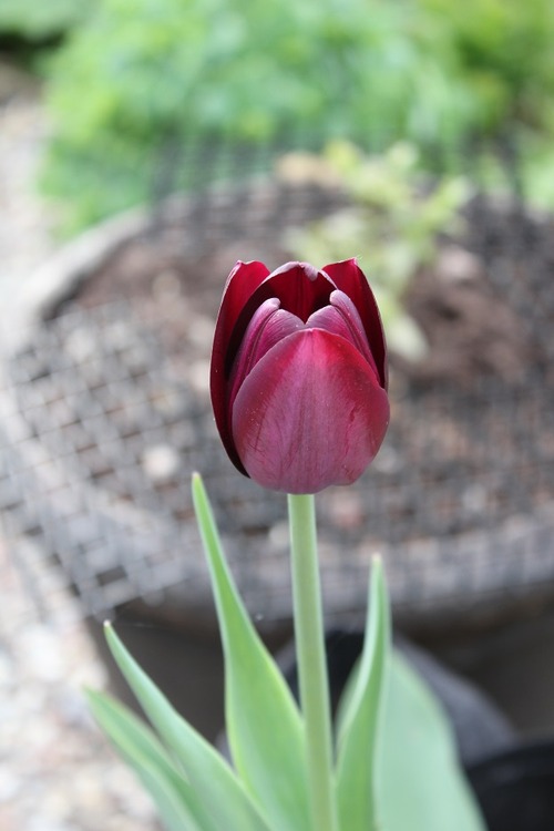 May19_tqon