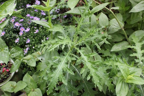 Sept13_eryngium
