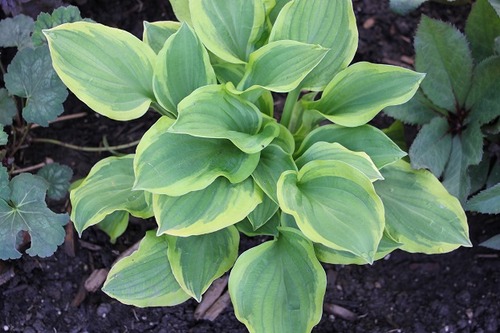 May17_hosta1