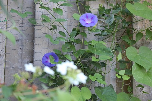 Aug9_mg1