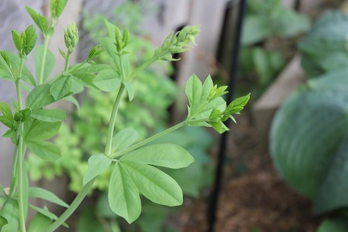 June4_baptisia2