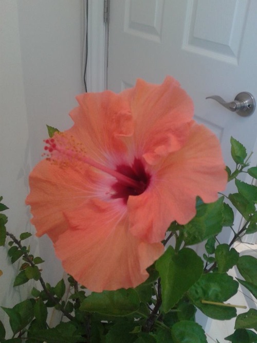 hibiscus