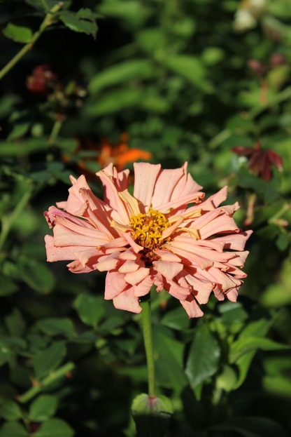 Oct10_zinniap