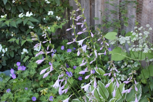 July19_hosta