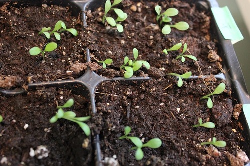 Apr10_sdl_rudbeckia