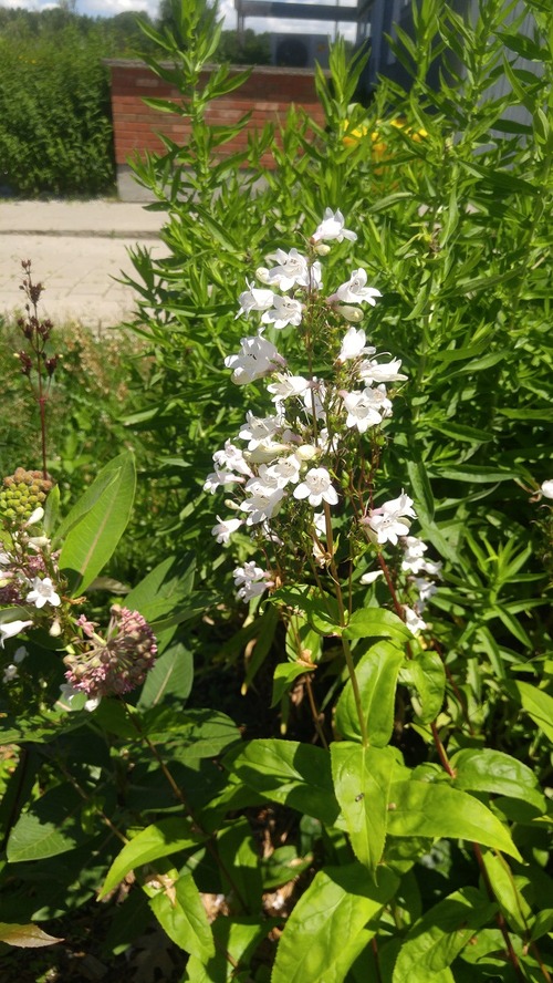 July8_Kortright (14)