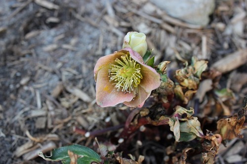 April17_hss