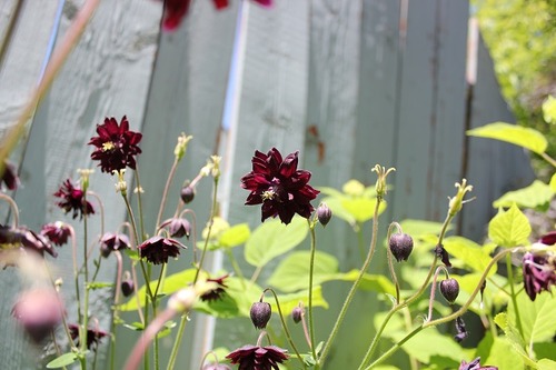 June15_aquilegiaBB2