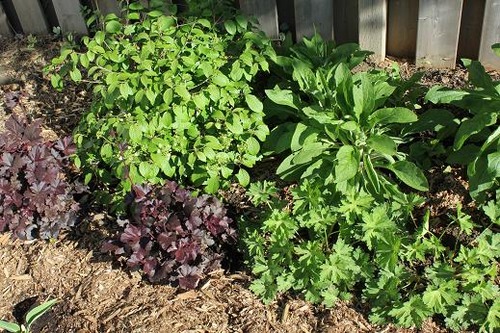 May25_garden2