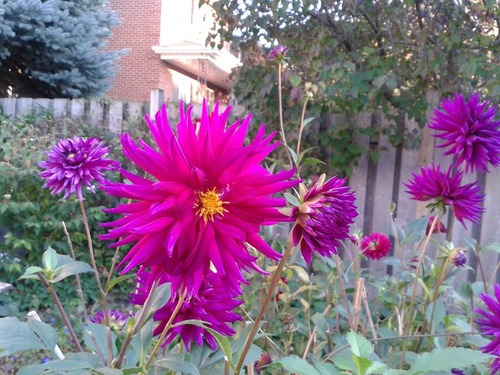 dahlias