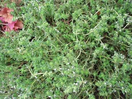 May27_thyme