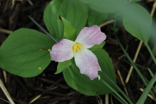 May22_trillium