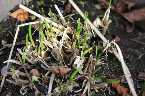 Mar12_chives