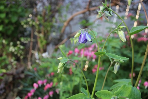 May22_aquilegia3