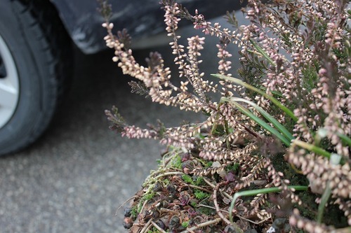 Jan30_heather