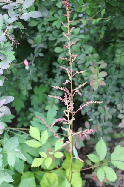 June20_astilbe