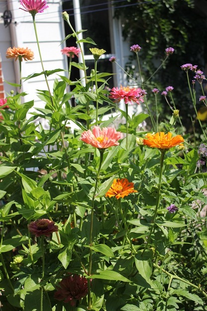 Aug20_zinnias2
