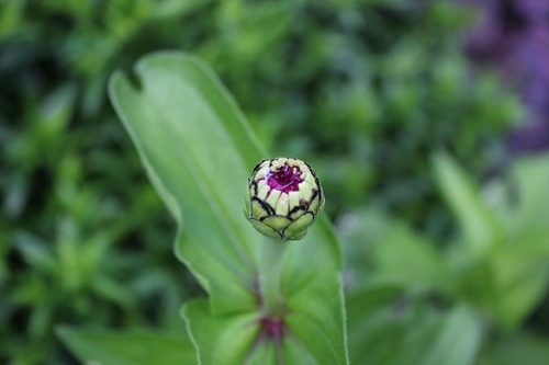 July27_zinniaPR2