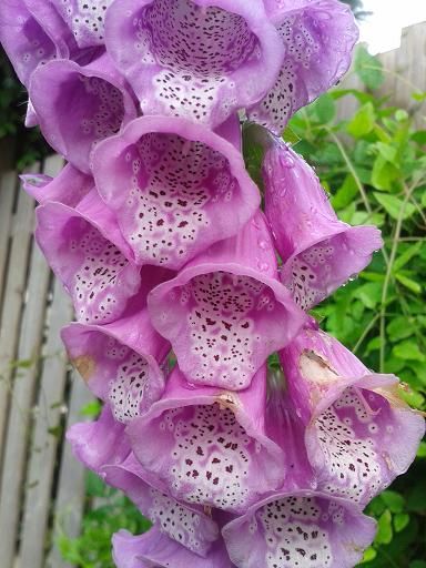 july5_digitalis