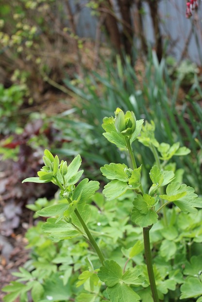 May14_aquilegia2