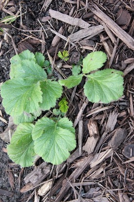Nov22_geum