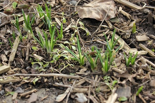 Mar12_crocus