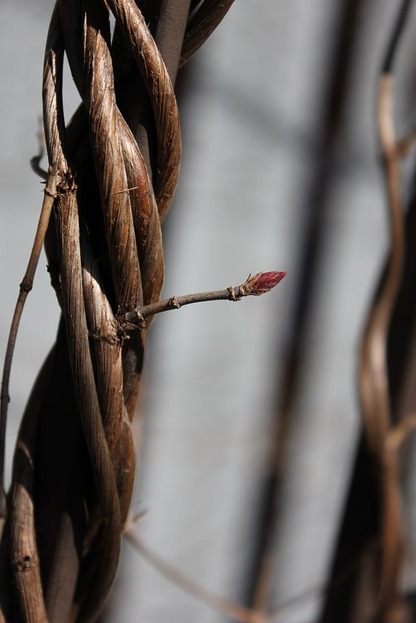 March19_hsgf2
