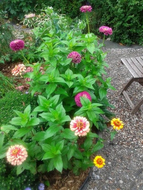 zinnias