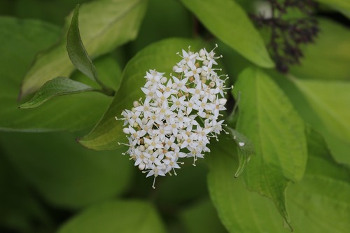 July22_ (12)