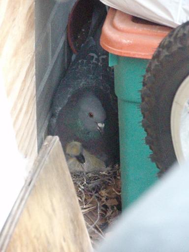 pigeons_s