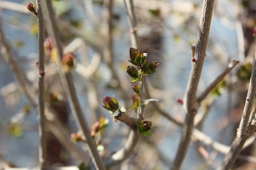 Apr22_dl