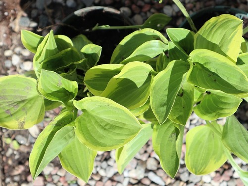 May20 (6)hosta