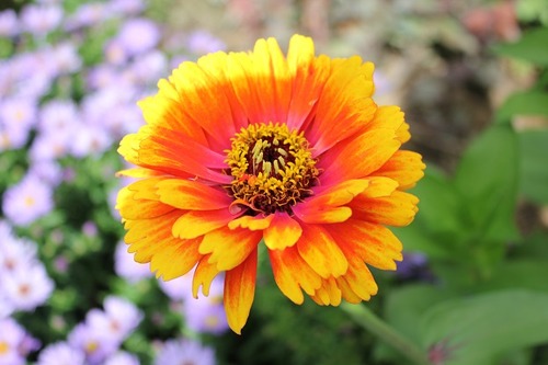 Sept14_zinnia1