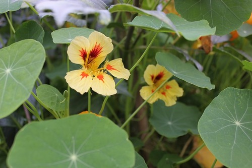 Sept26_nasturtium2