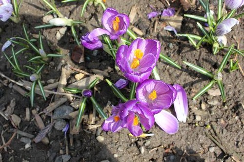 April13_crocus2