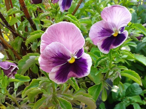July18_pansies
