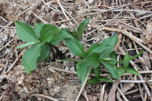 Apr29_trillium1
