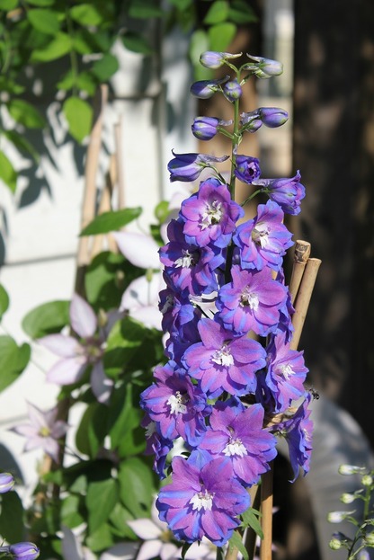 June25_delphinium