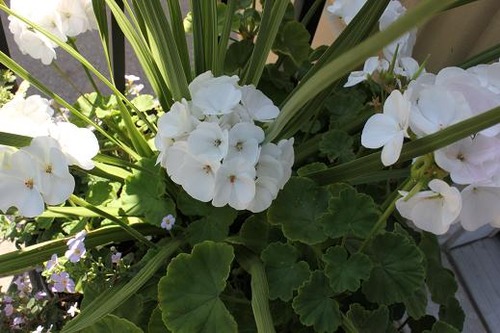 Aug24_geranium
