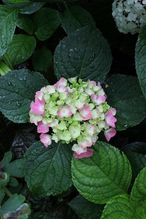 July14_ (52)