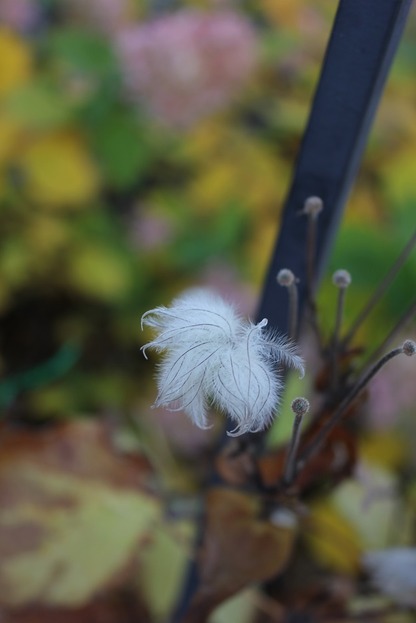 Nov5_cpf