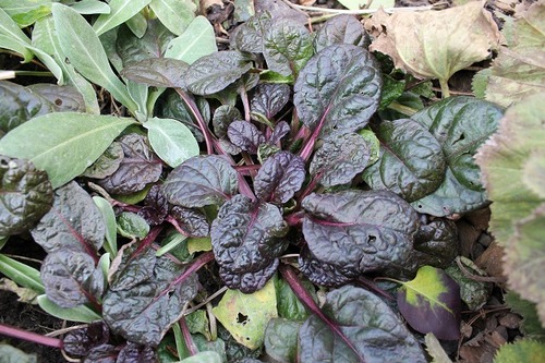 NOv15_ajuga
