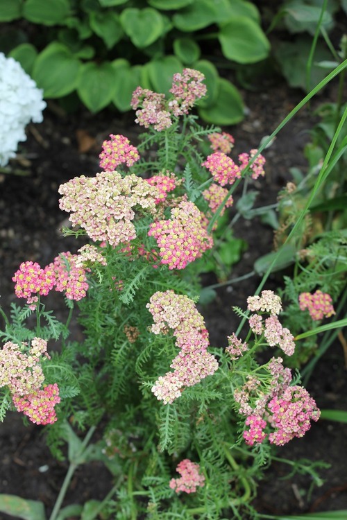 July22_ (68)