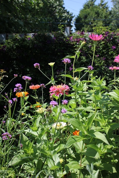Aug20_zinnias1