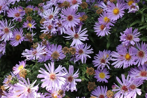 Sept28_aster